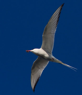 Arctic Tern (Silvertärna)
