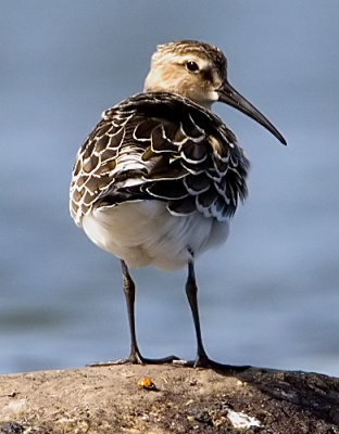 Curlew Sandpiper (Calidris ferruginea), Spovsnppa