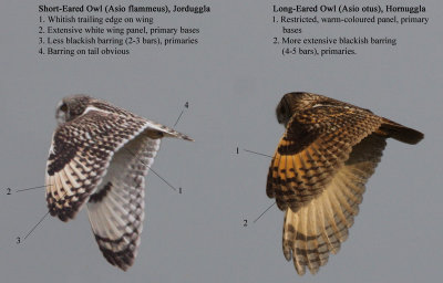 Short-Eared vs Long-Eared Owl