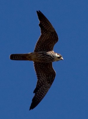 Hobby (Falco subbuteo), Lrkfalk