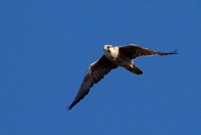 Peregrine Falcon (Falco peregrine), Pilgrimsfalk