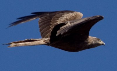 Black kite (Milvus migrans), Brun glada