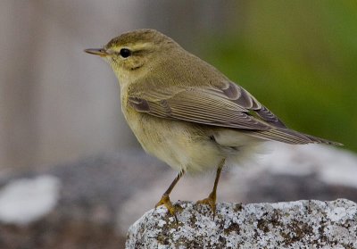 Willow Warbler (Phylloscopus trochilus), Lvsngare