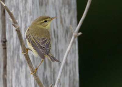 Willow Warbler (Phylloscopus trochilus), Lvsngare