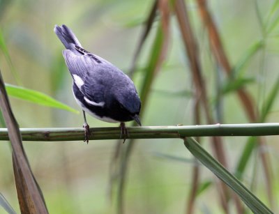 Black-throated Blue Warbler (Dendrocia caerulescens)