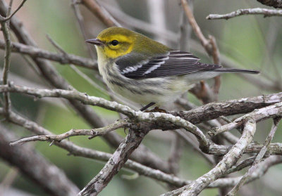 Black-throated Green Warbler (Dendrocia virens