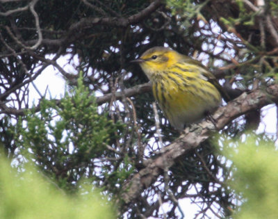 Cape May Warbler (Dendrocia tigrina)