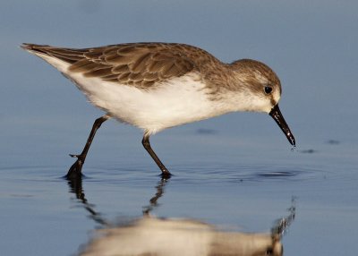 Western Sandpiper (Calidris mauri)