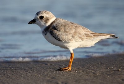 Piping Plover (Charadrius malodus)