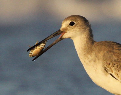 Willet (Catoptrophus semipalmatus)