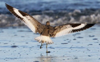 Willet (Catoptrophus semipalmatus)