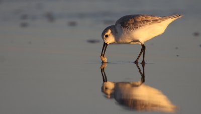 Sanderling (Calidris alba)