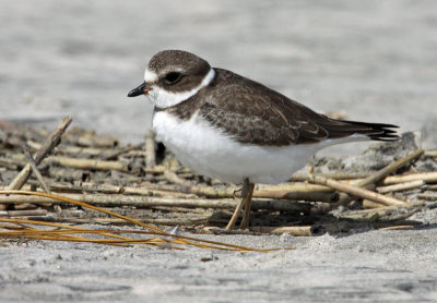 Semipalmated Plover (Charadrius semipalmatus)