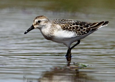 Semipalmated Sandpiper (Calidris pusilla)