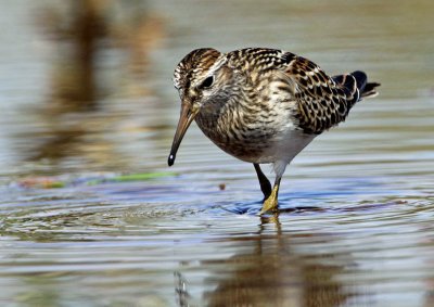 Pectoral Sandpiper (Calidris malanotus)