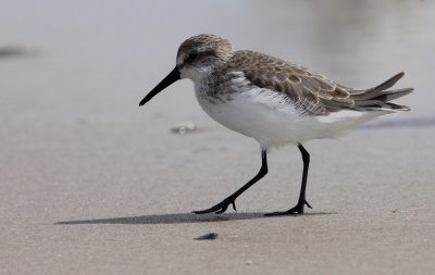 Western Sandpiper (Calidris mauri)