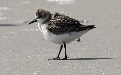 Semipalmated Sandpiper (Calidris pusilla)