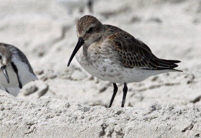 Dunlin