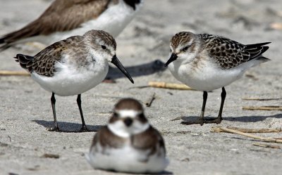 Western & Semipalmated Sandpiper