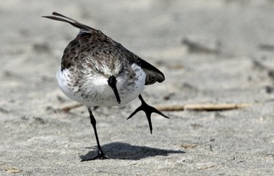 Western Sandpiper (Calidris mauri)