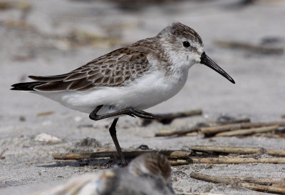 Western Sandpiper (Calidris mauri)