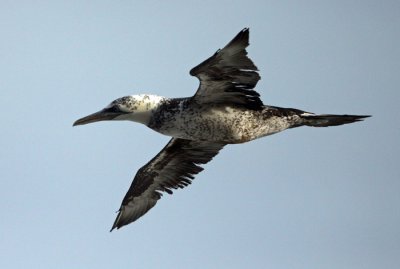 Gannet (Morus bassanus), Havssula