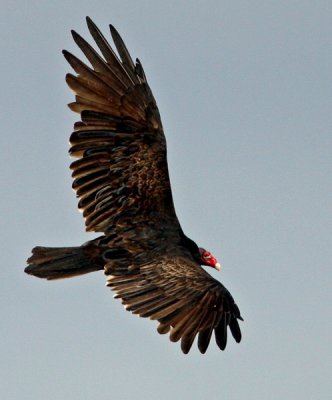 Turkey Vulture (Catharetes aura)