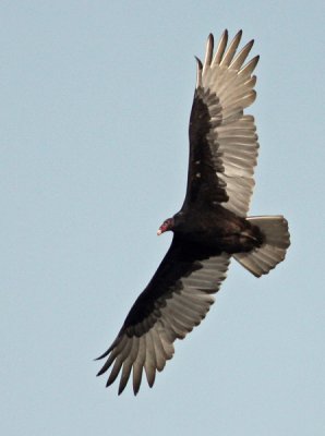 Turkey Vulture (Catharetes aura)