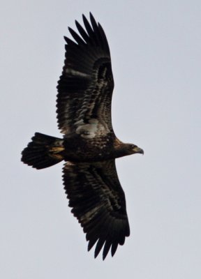 Bald Eagle (Haliaetus leucocephalus)