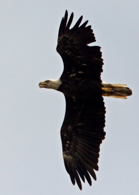 Bald Eagle (Haliaetus leucocephalus)