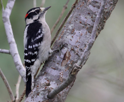Downy Woodpecker (Picoides pubescnes)