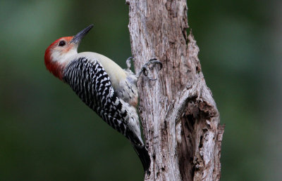 Red-bellied Woodpecker (Melanereps carolinus)