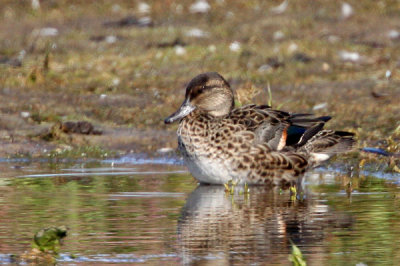 Green-winged Teal (Anas crecca), Amerikans kricka