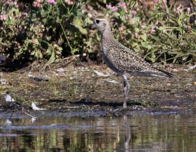 American Golden Plover (Pluvialis dominica), Amerikans tundrapipare