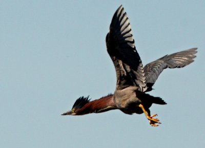 Green heron (Butorides virescens)