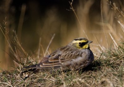 Shore Lark (Eremophila alpestris), Berglrka