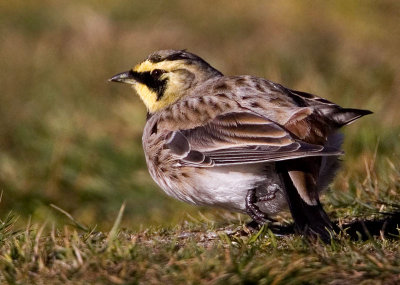 Shore Lark (Eremophila alpestris), Berglrka