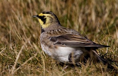 Shore Lark (Eremophila alpestris), Berglrka