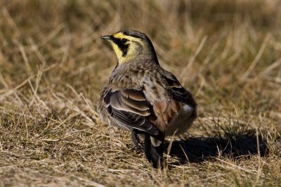 Shore Lark (Eremophila alpestris), Berglrka