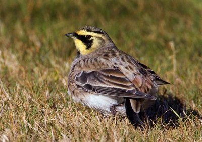 Shore Lark (Eremophila alpestris), Berglrka