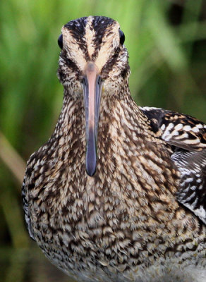 Common Snipe (Gallinago gallinago), Enkelbeckasin