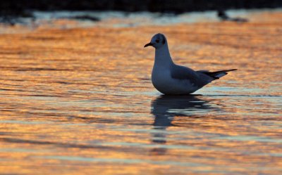 Larus ridibundus	Black-headed Gull	Skrattms