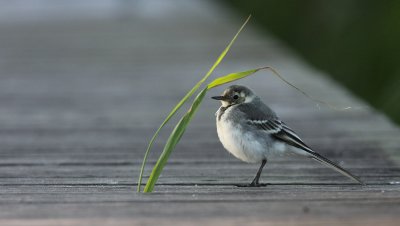 White Wagtail (Sädesärla)