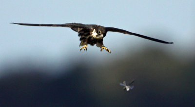 Falco subbuteo	Eurasian Hobby	Lrkfalk