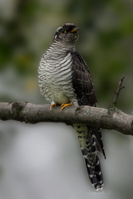 Gk	Cuculus canorus	Common Cuckoo 