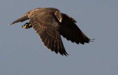 Peregrine Falcon (Falco peregrius), Pilgrimsfalk