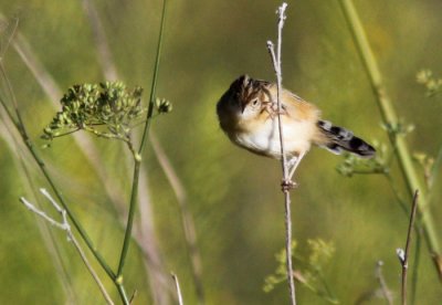 Zitting Cisticola (Cisticola juncidis), Grssngare