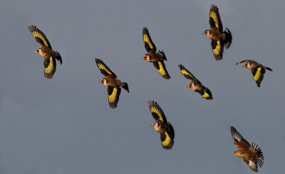 Steglits	Carduelis carduelis	European Goldfinch 