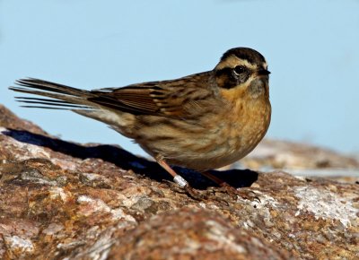 Black-Throated Accentor (Prunella atrogularis), Svartstrupig järnspar