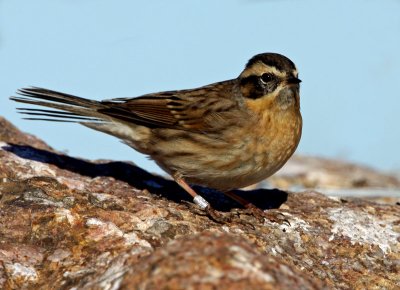 Black-Throated Accentor (Prunella atrogularis), Svartstrupig jrnspar